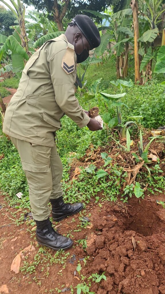 Greening Communities Through Tree Planting and Environmental Stewardship Tree Planting At Mpigi Police Station2 576x1024
